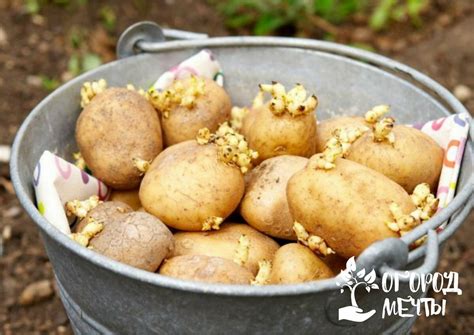Чем лучше подкормить картофель при посадке?