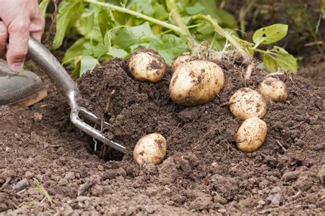 Что может повлиять на урожай картофеля?