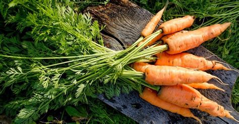 Как правильно поливать морковь в жару?