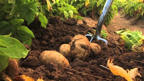 Какие удобрения вносить после картофеля?