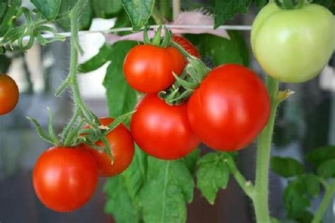 Когда снимать урожай помидоров?