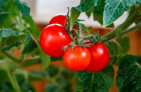 Можно ли поливать помидоры йодом?