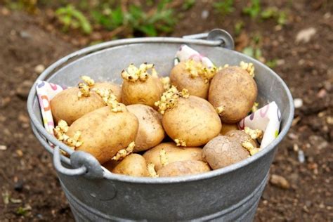 Сколько дней растет картофель после посадки?